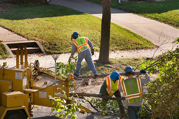 Professional Tree Removal and Landscaping Services in Glen Ridge, NJ